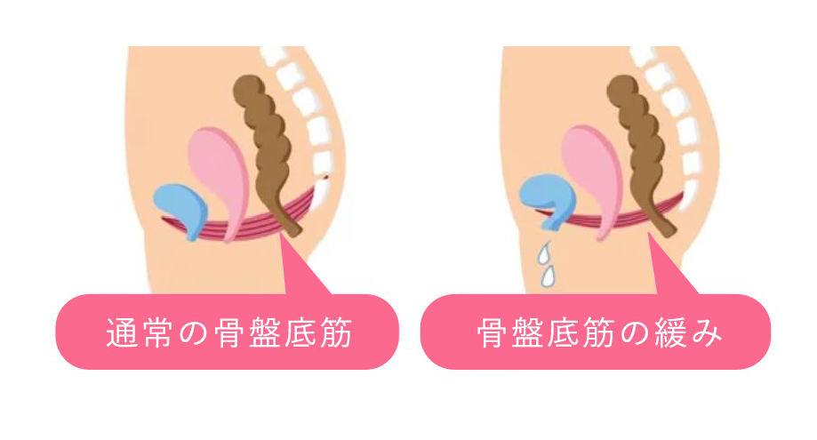 骨盤底筋とは？